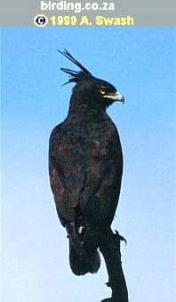 Long-crested Eagle