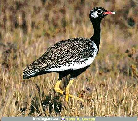 Northern Black Korhaan