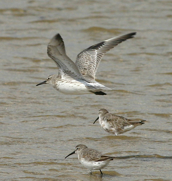 Great Knot in Flight - Barra Peninsular Mozambique 20 Sept 2008