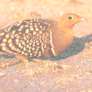 Namaqua Sandgrouse