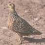 Burchell's Sandgrouse