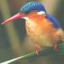Malachite Kingfisher