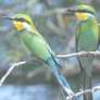 Swallow-tailed Bee-eater