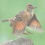 Rufous-naped Lark