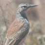 Long-billed Lark