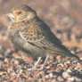 Grey-backed Finchlark