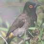 Red-eyed Bulbul