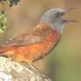 Cape Rock Thrush
