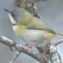 Rudd's Apalis