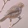 Grey-backed Cisticola