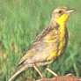 Yellow-breasted Pipit