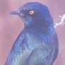 Cape Glossy Starling