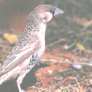 Sociable Weaver