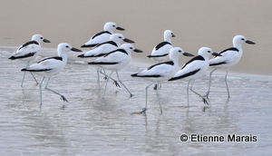 Crab Plovers at Inhambane Peninsula