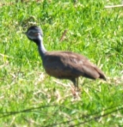 Blue Korhaan near Devon by Etienne Marais