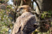 Red-necked Buzzard