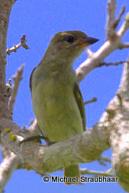 Green Tinkerbird by Michael Straubhaar