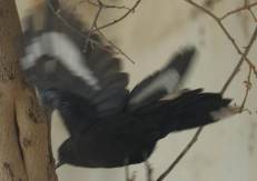 Boulder Chat in Flight - by Phil Penlington
