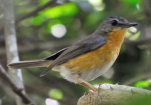 East Coast Akalat in the Coutadas