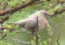 Leucistic Marico Sunbird ? 