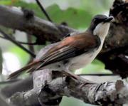 White-chested Alethe