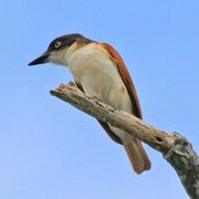 Black and White Flycatcher (Vanga Flycatcher) 