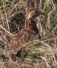 Orange River Francolin