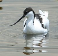 Pied Avocet 