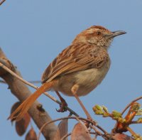 Tinkling Cisticola occurs in the de Tweedespruit area 