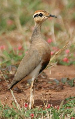 Temminck's Courser - regular at Kgomo-kgomo