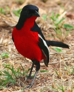 Crimson-breasted shrike - a species which is present all year round