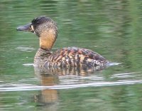 White-backed Duck