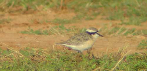 Kittlitz Plover