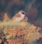 Swee Waxbill - a common species at Roodewal