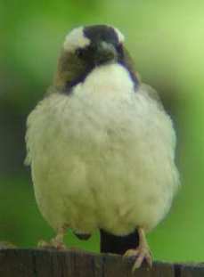 White-browed Sparrow Weaver