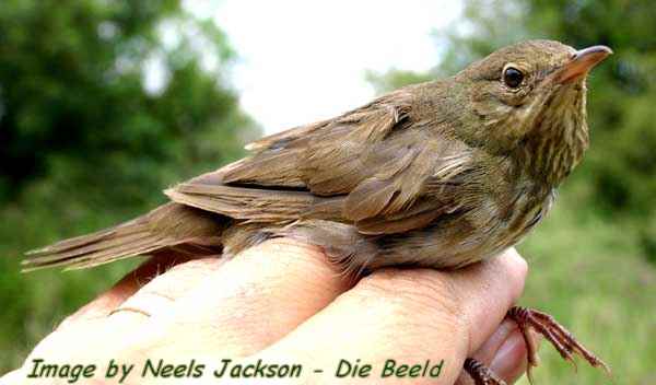 Drawing of River Warbler by Faansie Peacock