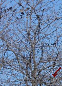 A group of Green Woodhoepoe mobbing a Gymnogene (banded Harrier-Hawk), which can just be seen in the bottom right hand corner of the image.)