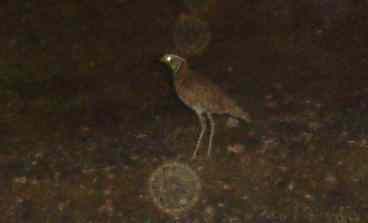 Three-banded Courser along the road - one of 4 birds seen!