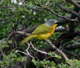 Grey-headed Bush-shrike