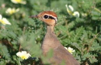 Temminck's Courser