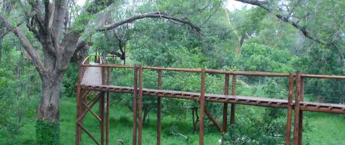 The walkway in the riverine woodland of the Limpopo