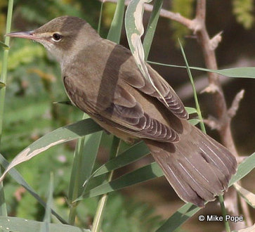 Basra Reed Warbler photographed by Mike Pope in Kuwait