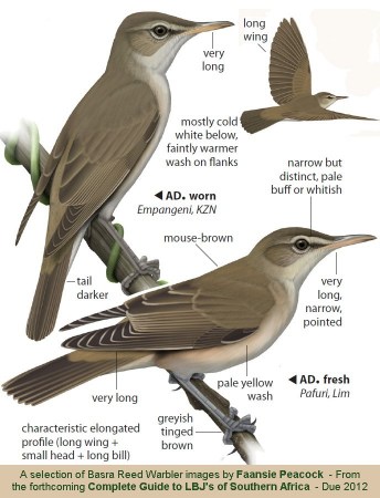 Smaller version of Images of Basra Reed Warbler by Faansie Peaock